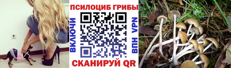 Псилоцибиновые грибы Psilocybe  Городище 